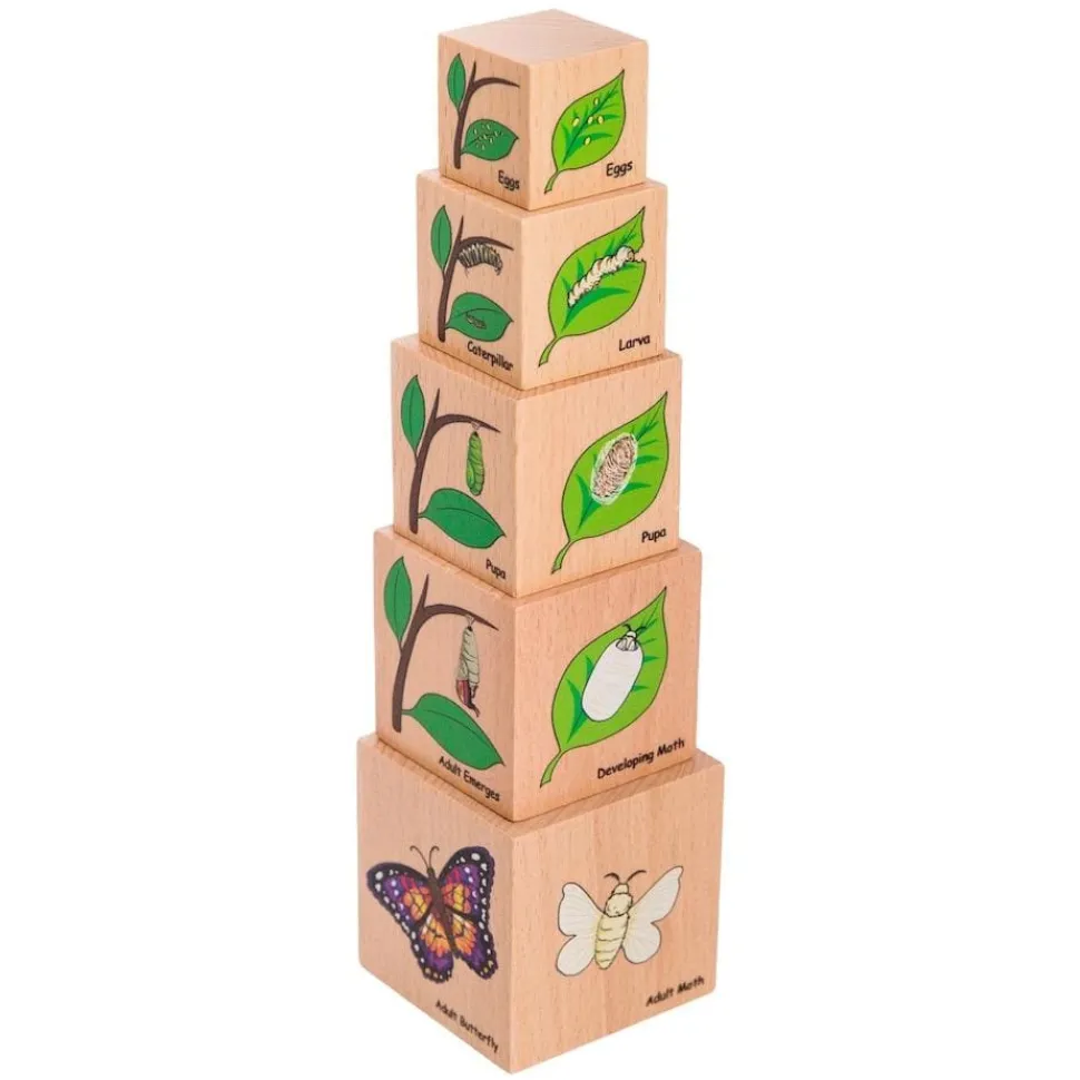 Freckled Frog Lifecycle Wooden Blocks