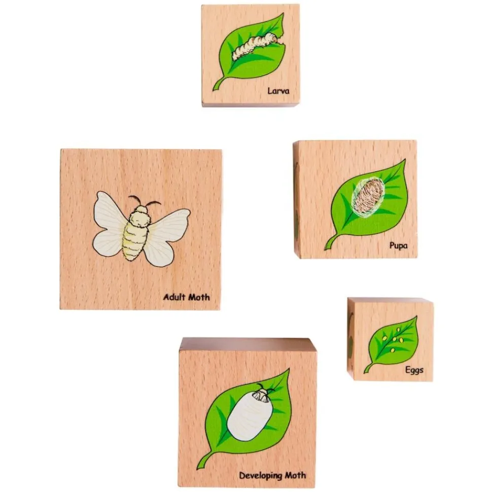 Freckled Frog Lifecycle Wooden Blocks