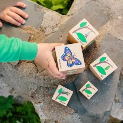 Freckled Frog Lifecycle Wooden Blocks