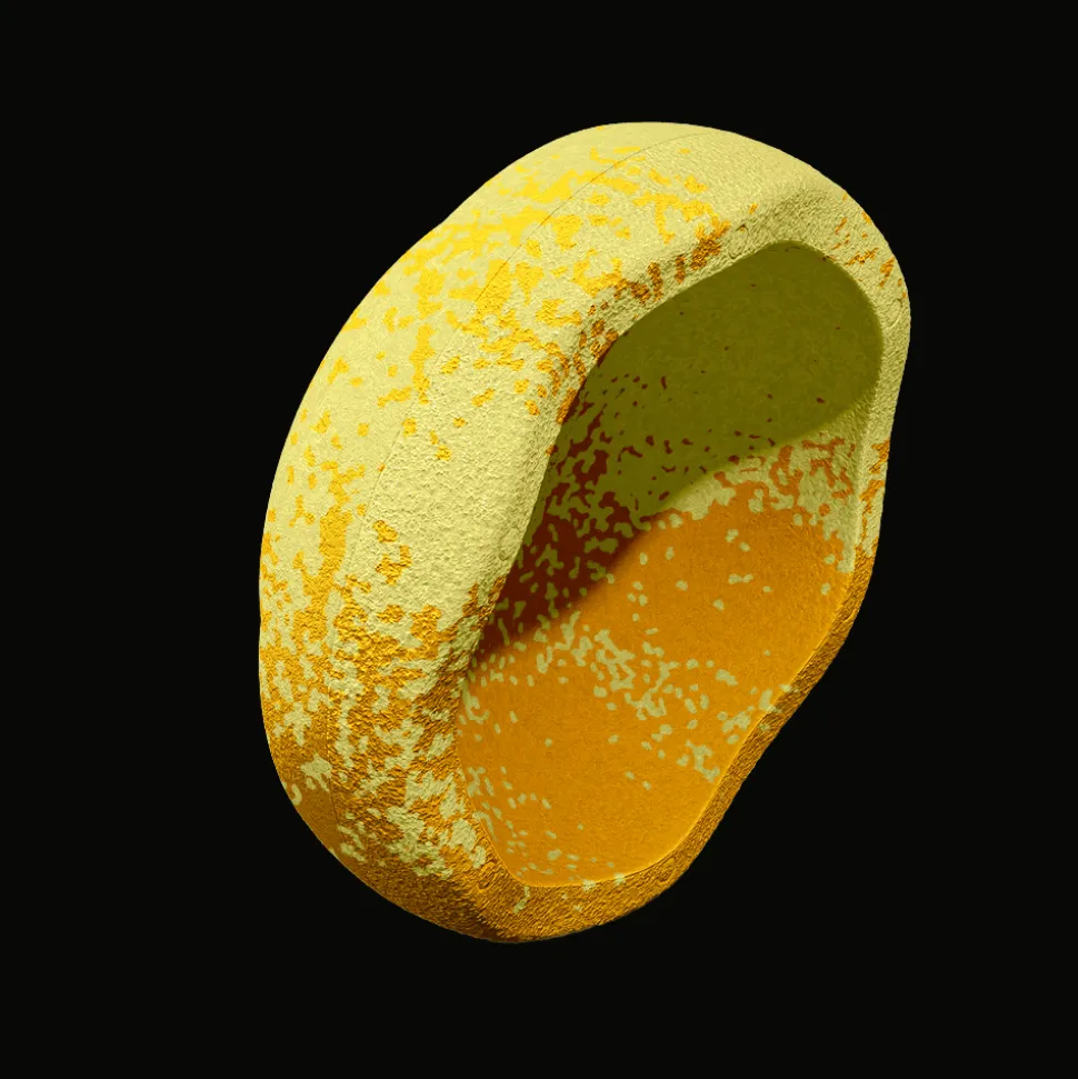 Stapelstein Wattle Limited Edition
