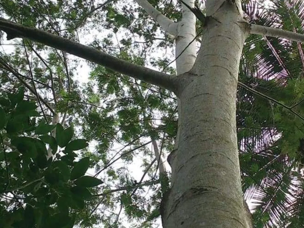 T-Lab Pole Pole Wooden Animal Anteater